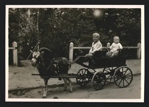 Fotografie Knabe fährt mit Baby Ziegengespann in Misdroy 1927