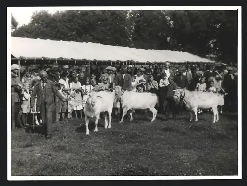Fotografie Viehzucht-Messe, Züchter präsentieren ihre Ziegen Prachtexemplare