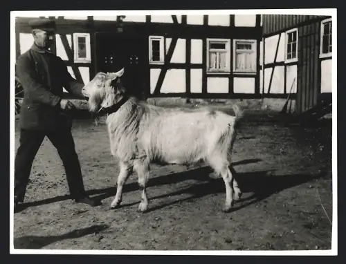 Fotografie Tierschau / Zuchtschau, Ziegenzüchter präsentiert sein bestes Exemplar