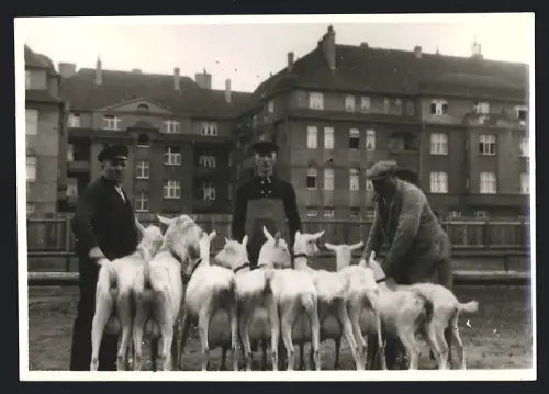 Fotografie Tierschau / Zuchtschau, Ziegenzüchter zeigen ihre schönsten Exemplare