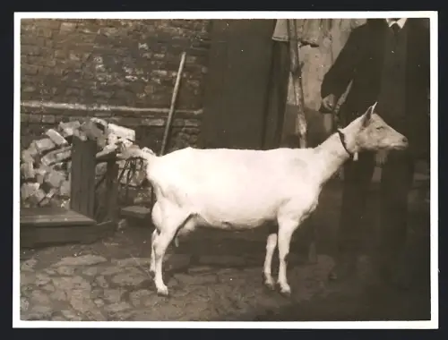 Fotografie Tierschau / Zuchtschau, Ziegenzüchter zeigt stolz weisse Ziege