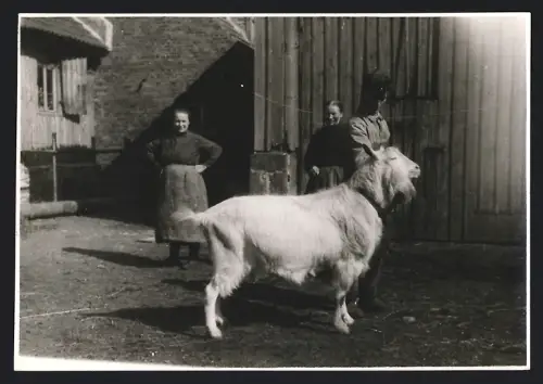 Fotografie Tierschau / Zuchtschau, Ziegenzüchter präsentiert Prachtexemplar einer Ziege
