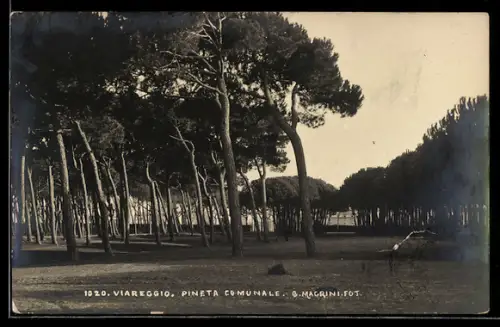 AK Viareggio, Pineta Comunale