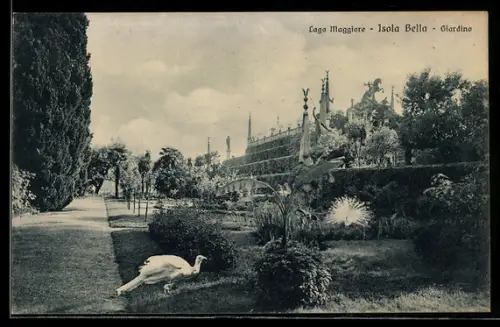 AK Isola Bella /Lago Maggiore, Giardino con pavone e vista del palazzo