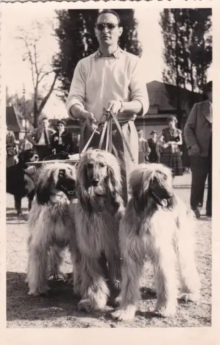 * DOG - International Championship Strasbourg France - Greyhounds