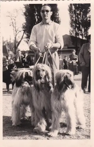 * HUND - Internationale Meisterschaft Straßburg Frankreich - Windhunde