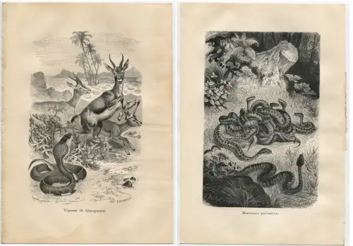 TIERE, 4 DRUCKREPRODUKTIONEN + 1 KARTE, FISCHE. SCHLANGEN, SALAMANDER m