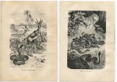 TIERE, 4 REPRODUKTIONEN DRUCKE + 1 KARTE, FISCHE. SCHLANGEN, SALAMANDER m
