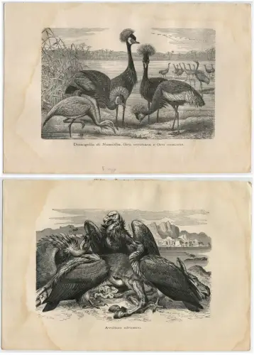 TIERE, VÖGEL, SET 11 DRUCKREPRODUKTIONEN (2 FARBIG) m