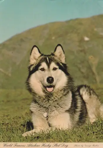ALASKA - Weltberühmter Alaskan Husky Schlittenhund