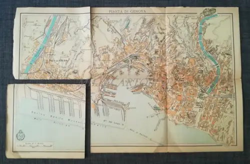 GENUA - ENIT Setzling mit Foto