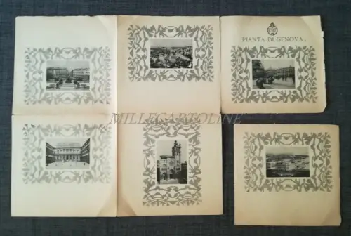 GENUA - ENIT Setzling mit Foto