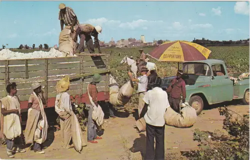 TENNESSEE - Memphis - Cotton Pickin' time