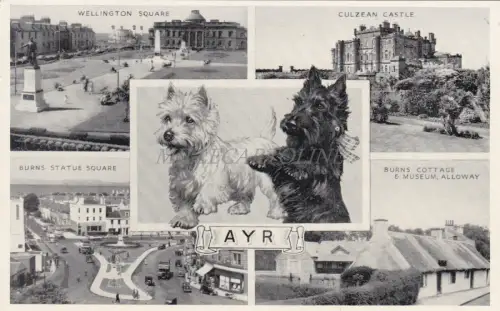 SCHOTTLAND - Ayr - Hunde - Ansichten