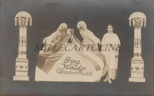 HUNDE - Poddel - Prinz und Waldo Dressur Plastik - Basteln Privat Postkarte 1910