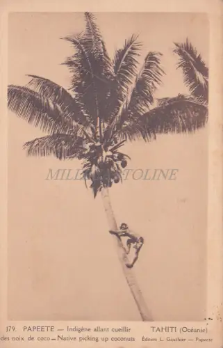FRANZÖSISCH-POLYNESIEN - Papeete, Native picking up Coconuts, Tahiti