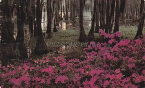 NORTH CAROLINA - Wilmington - Greenfield Park 1955