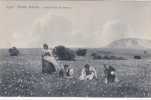 CAGLI: Monte Petrano - Narzissenblütenwiese
