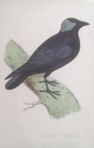 § PRIMO '900 - 4 VOGELFARBDRUCKE