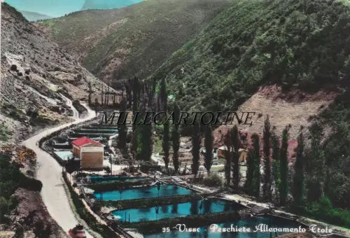 VISSO: Fischer Forellenzucht 1961