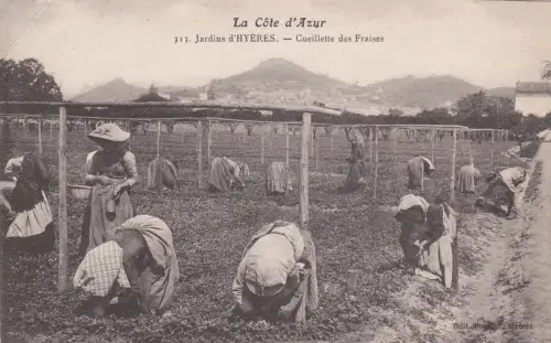 FRANKREICH - Hyères - Gärten - Erdbeersammlung