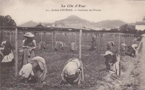 FRANKREICH - Hyères - Jardins - Cueillette des Fraises