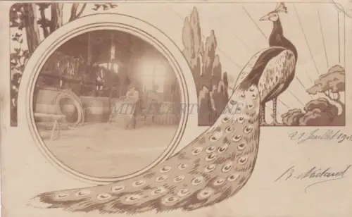 FRANKREICH - Baignes Sainte Radegonde - Paon - Photo Veritable 1902