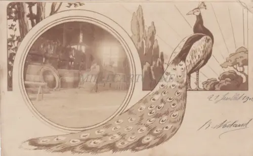 FRANKREICH - Baignes Sainte Radegonde - Pfau - Echtfoto 1902
