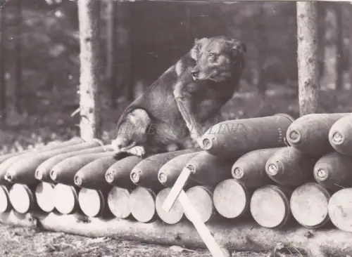 FRANKREICH - Granate Bien Gardes - Hund bewacht Granatendepot - Foto WWII