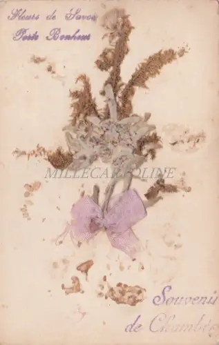 FRANKREICH - Souvenir de Chambery, Fleur de Savoie