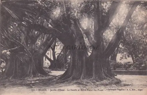 ALGERIEN - Algier - Versuchsgarten - Le Bassin et Rond Point de Ficus