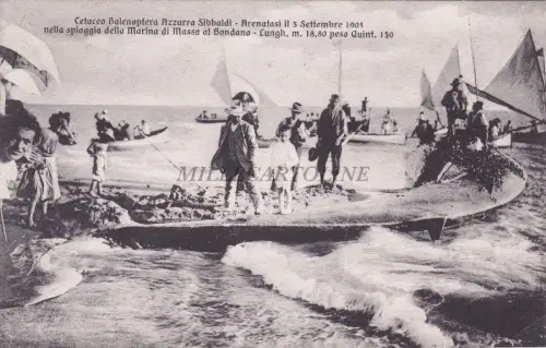 MARINA DI MASSE AL BONDANO - Cetaceo Balenoptera Azzurra Sibbaldi sandgetragen 1908
