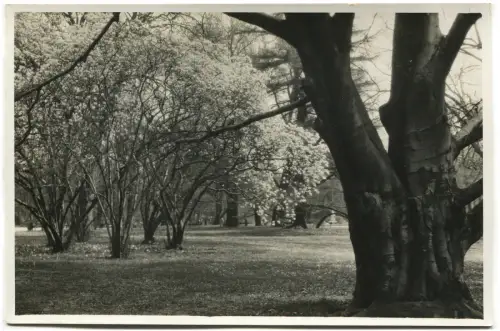 PFLANZEN, BÄUME, FOTO AUS ORTHOCHROMATISCHER FOLIE, BILDSCHIRM 0