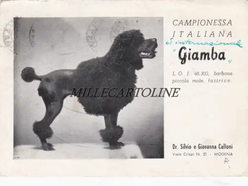 MODENA: Giamba Championessa Italiana (Hund) m. geschrieben von Dr. G. Calloni 1952