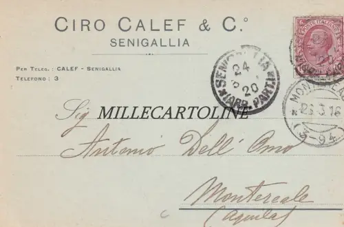 SENIGALLIA: Kopf - Ciro Calef & C.   1916