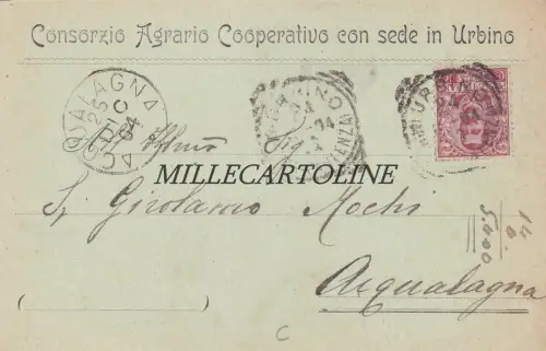 URBINO: Kopfstück Consorzio Agrario Cooperativo 1904