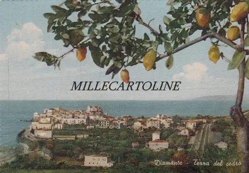 DIAMANT: Terra del Cedro