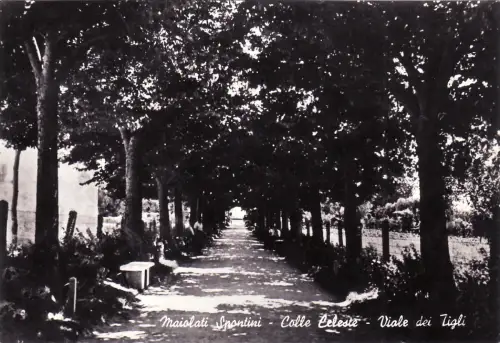 #MAIOLATI SPONTINI: COLLE CELESTE - VIALE DEI TIGLI
