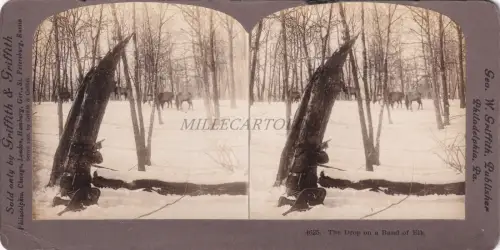 STEREOVIEW - Hunting, The Drop on a Band of Elk - Griffith & Griffith