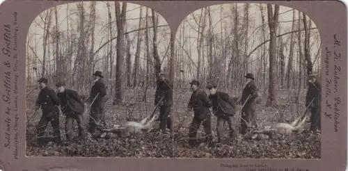 STEREOVIEW - Jagd, Hirsch ins Lager bringen - Griffith & Griffith 1903 M.Zahner