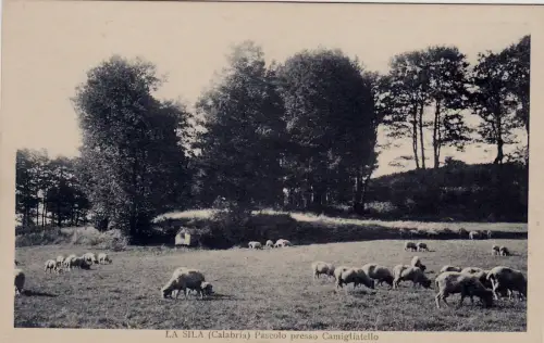 #LA SILA: WEIDE BEI CAMILLIATELLO.. Schreibwaren V. Asturi e Figli- CZ