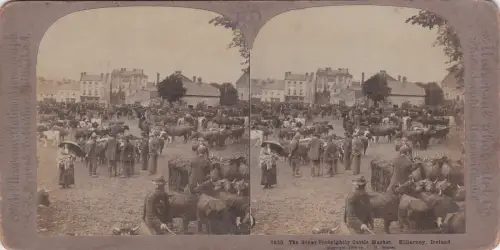 * STEREOVIEW - Killarney Ireland - Great Fortnightly Cattle Market (C.H.Graves)