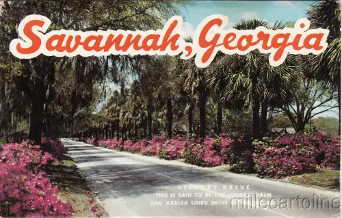 * SAVANNAH - Postkartenordner mit 12 Bildern