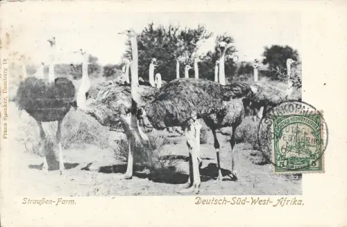 NAMIBIA - Straußen Farm DSWA Deutsch Südwest Afrika - Swakopmund 1905 Postkarte