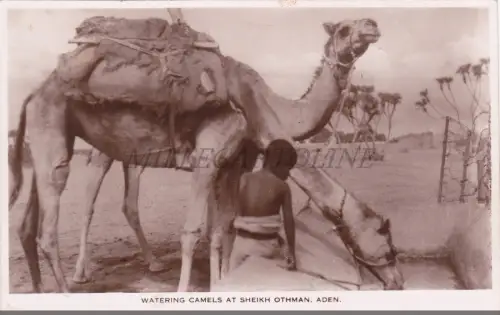 JEMEN - Gießkamele bei Scheich Othman, Aden, Fotopostkarte