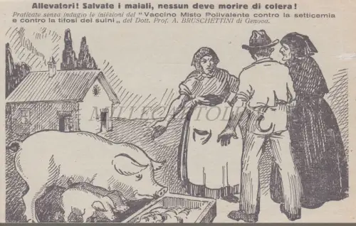 COLERA SCHWEINE - Mehrzweck-Mischimpfstoff Prof. Bruschettini Genua, Postkarte