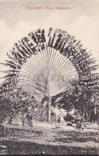 SINGAPUR - Traveller's Tree, Postkarte
