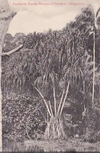 SINGAPUR - Botanischer Garten, Pandanus Raida, Postkarte