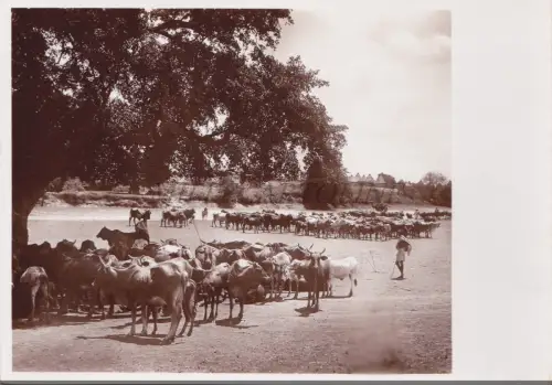 SOMALIA - Patrimonio Zootecnico, Parodi Mogadischu Foto Postkarte