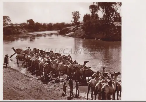 SOMALIA - Abbeverata sull'Uebi Scèbeli, Parodi Mogadischu Photo Postcard